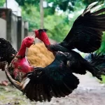 cách cá cược gà chọi